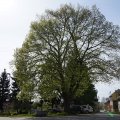 Střížova lípa (památný strom)