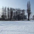 Stromy v zimě